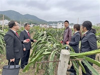 圖④：岑溪法院糯垌法庭法官深入轄區(qū)火龍果基地調(diào)研。