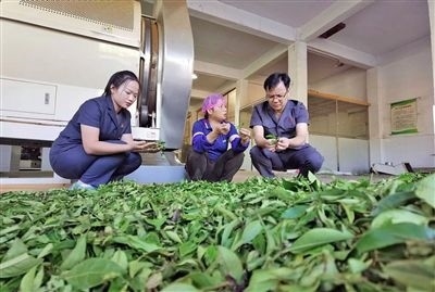  圖③：蒼梧法院六堡法庭法官深入茶企了解企業(yè)生產(chǎn)經(jīng)營(yíng)情況。