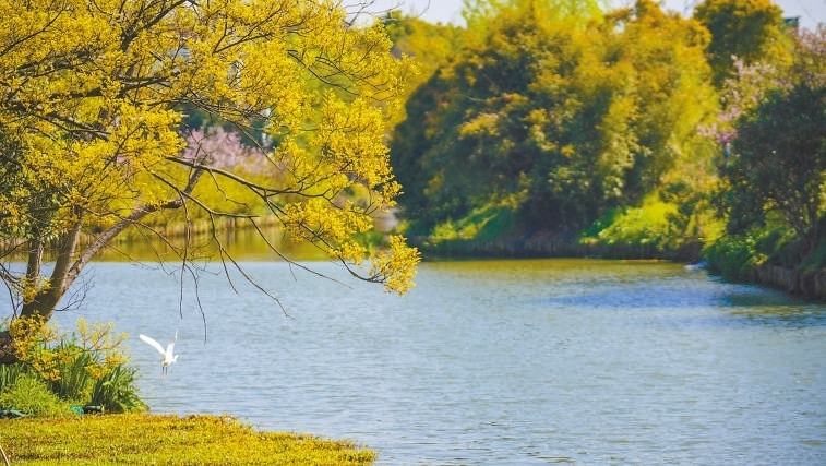  碧波蕩漾 浙江嘉興市海鹽縣望海街道永福社區(qū)荷花池，一汪碧水波光粼粼，風(fēng)光旖旎。當(dāng)?shù)厥冀K堅(jiān)持綠色發(fā)展，促進(jìn)人與自然和諧共生。 肖弗勒模具（嘉興）有限公司德國(guó)籍經(jīng)理 湯姆·魯特納攝 “當(dāng)?shù)卮迕窀嬖V我，如今環(huán)境變好了，茶余飯后，大家都會(huì)到河邊散散步，欣賞美景，和鄰居聊聊天。我想，好生態(tài)是大自然的饋贈(zèng)，更是長(zhǎng)三角地區(qū)大力治理生態(tài)環(huán)境的結(jié)果。希望美麗中國(guó)的綠色發(fā)展之路越走越好?！? /></p> <p style=