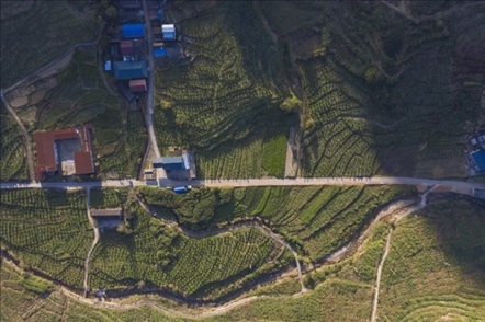 漠源鄉(xiāng)西柚基地。將樂(lè)縣農(nóng)業(yè)農(nóng)村局供圖