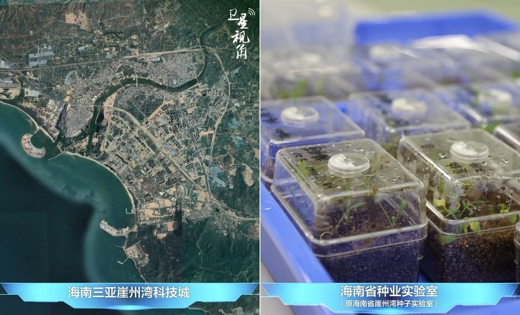 位于三亞崖州灣科技城的海南省種業(yè)實驗室（原海南省崖州灣種子實驗室）將形成輻射全國和“一帶一路”沿線國家的種子科學(xué)技術(shù)創(chuàng)新中心。