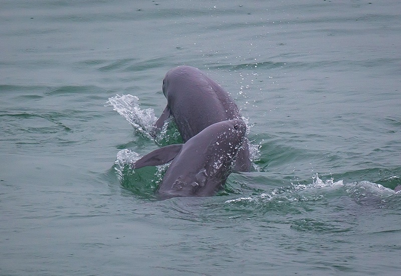 2021年5月10日，在湖北省宜昌市江邊，長江江豚在水中嬉戲。