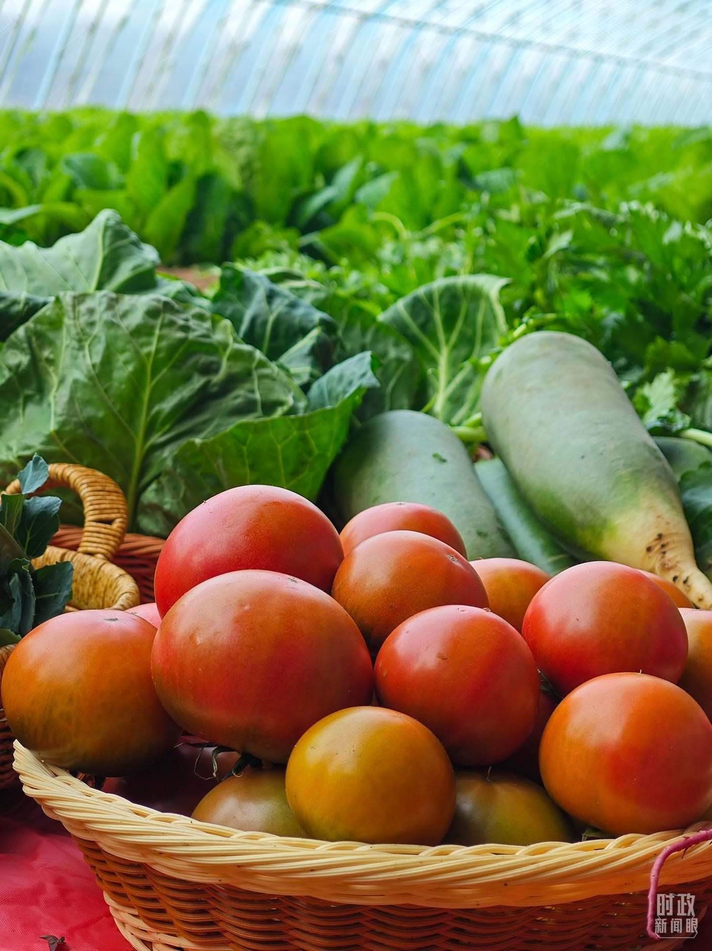 △第六埠村蔬菜大棚，蔬菜收獲頗豐。（總臺(tái)央視記者彭漢明拍攝）