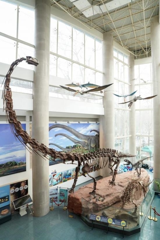 南京古生物博物館展出的馬門溪龍模型。新華社記者李博 攝