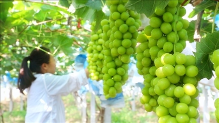 小屯村葡萄園里的陽(yáng)光玫瑰葡萄。肖俊楠攝