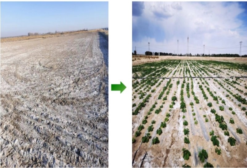 鹽堿地成良田。黃花農(nóng)場(chǎng)供圖