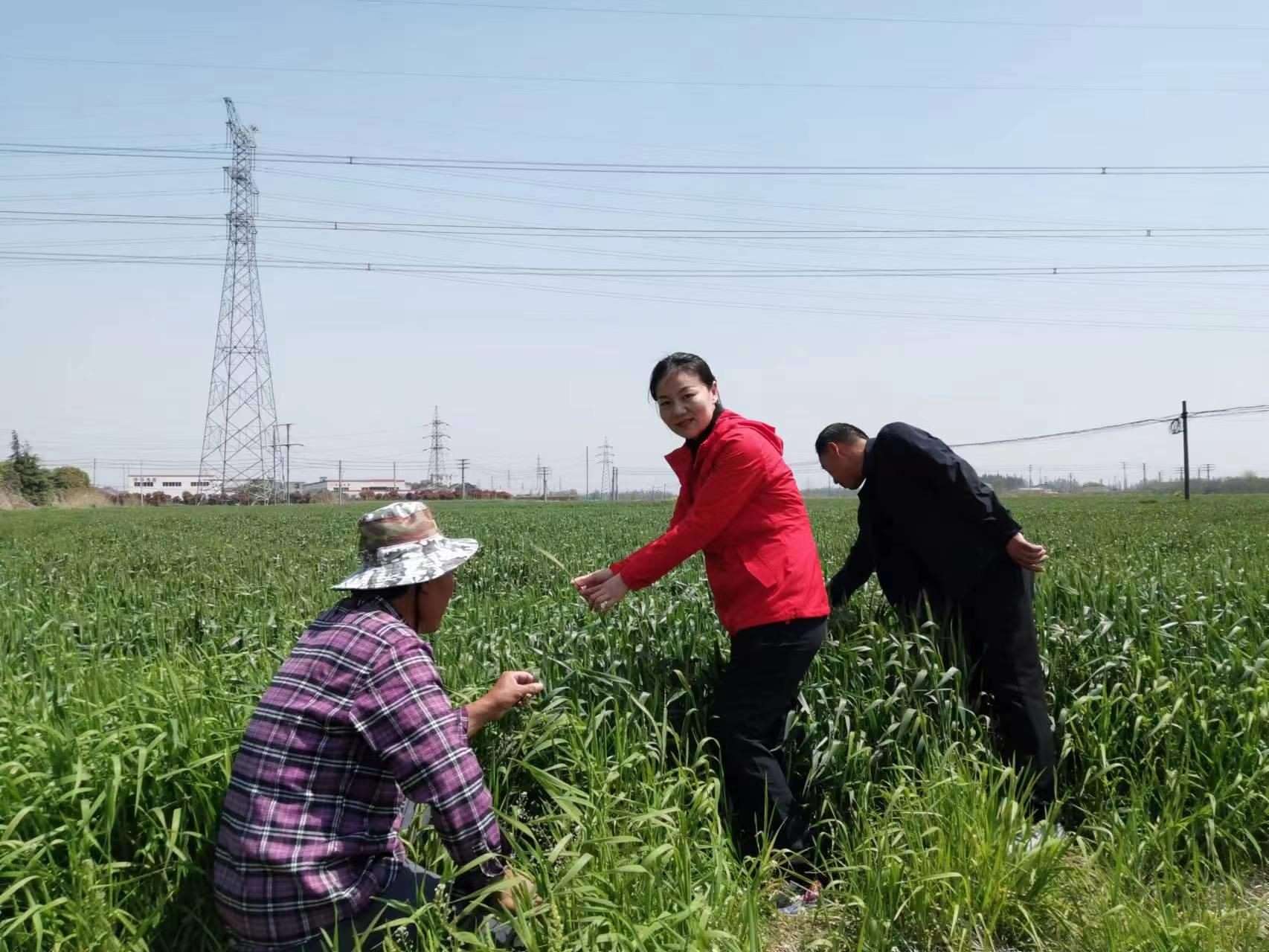 魏巧在田間察看農(nóng)作物長勢。