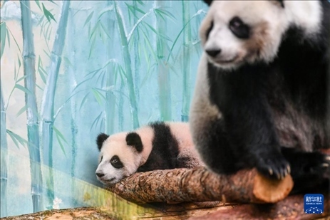 這是3月8日在俄羅斯莫斯科動物園拍攝的大熊貓“喀秋莎”（左）和媽媽“丁丁”。新華社記者 曹陽 攝
