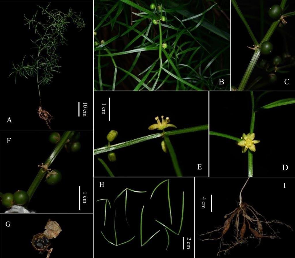 圖為大別山天門(mén)冬的形態(tài)特征。（中國(guó)科學(xué)院武漢植物園供圖）