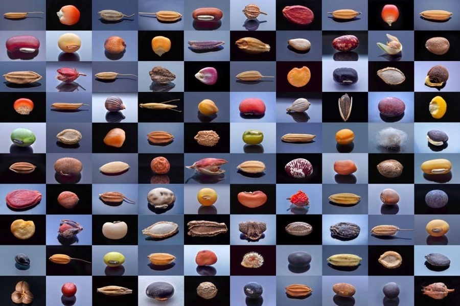 微距鏡頭下，湖南省農(nóng)作物種質(zhì)資源庫的種子千姿百態(tài)（100個(gè)種子拼版照片）。