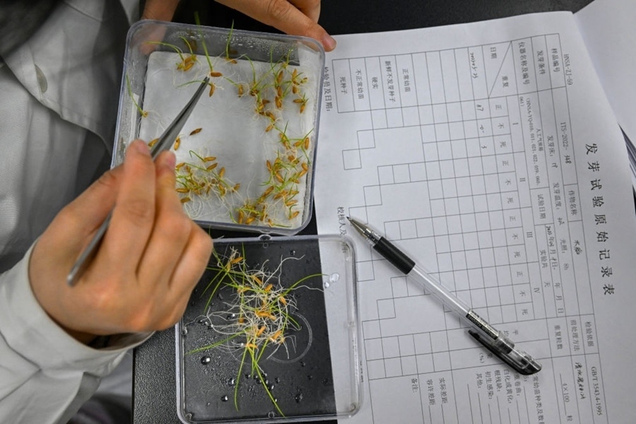 2022年3月23日，在湖南省農(nóng)作物種質(zhì)資源庫實(shí)驗(yàn)室，檢測員對(duì)保存的水稻種子進(jìn)行發(fā)芽試驗(yàn)檢測。