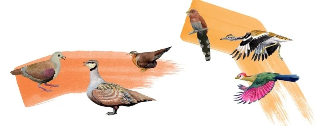 鴿鴇類。浙江大學(xué)供圖