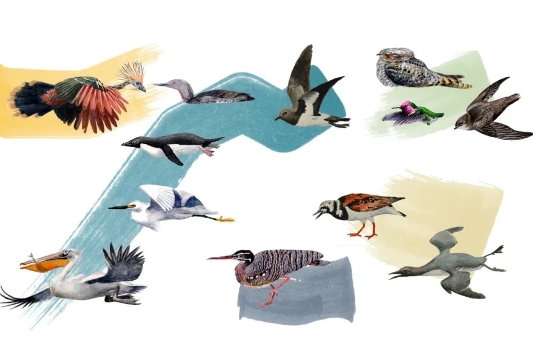元素鳥類。浙江大學(xué)供圖