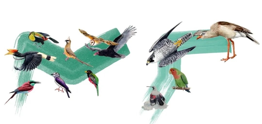 陸鳥類。浙江大學(xué)供圖