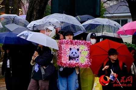 因“福寶”獲得力量和慰藉的年輕粉絲。 人民網(wǎng) 李帆攝