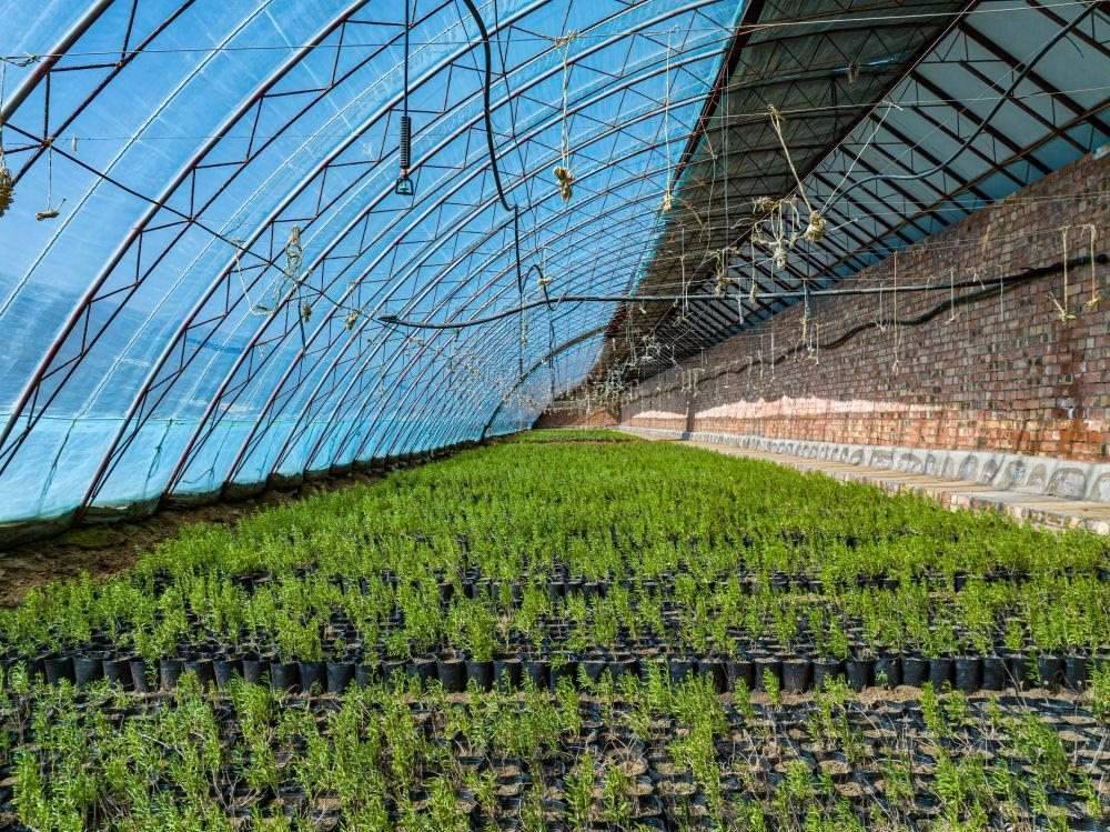 △內(nèi)蒙古一苗圃正在育苗。今年內(nèi)蒙古將投資2200萬元保障“三北”工程種苗供應，助力打好“三北”工程攻堅戰(zhàn)。