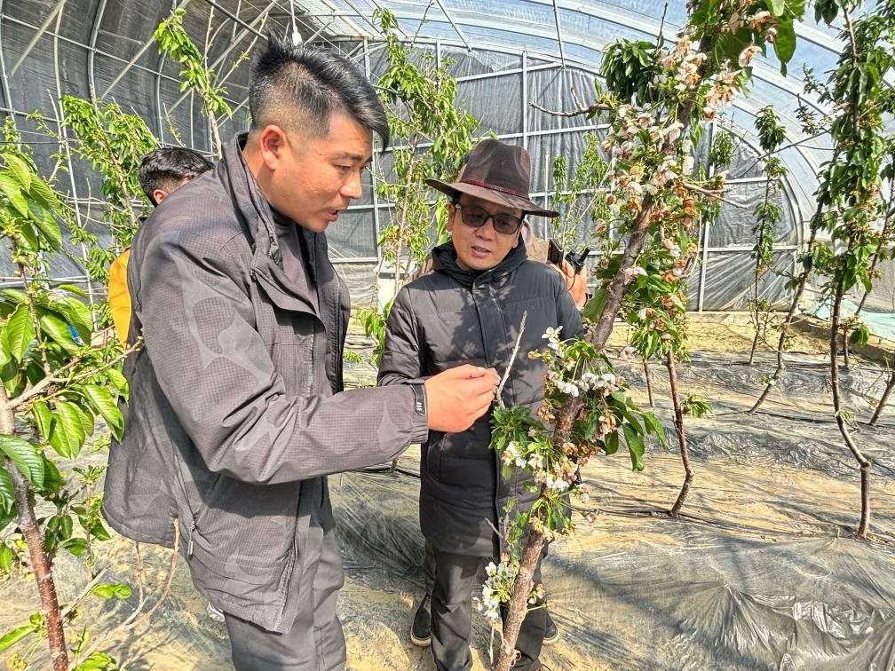 山東援藏小組及技術人員在大棚查看果蔬長勢。（受訪者供圖）