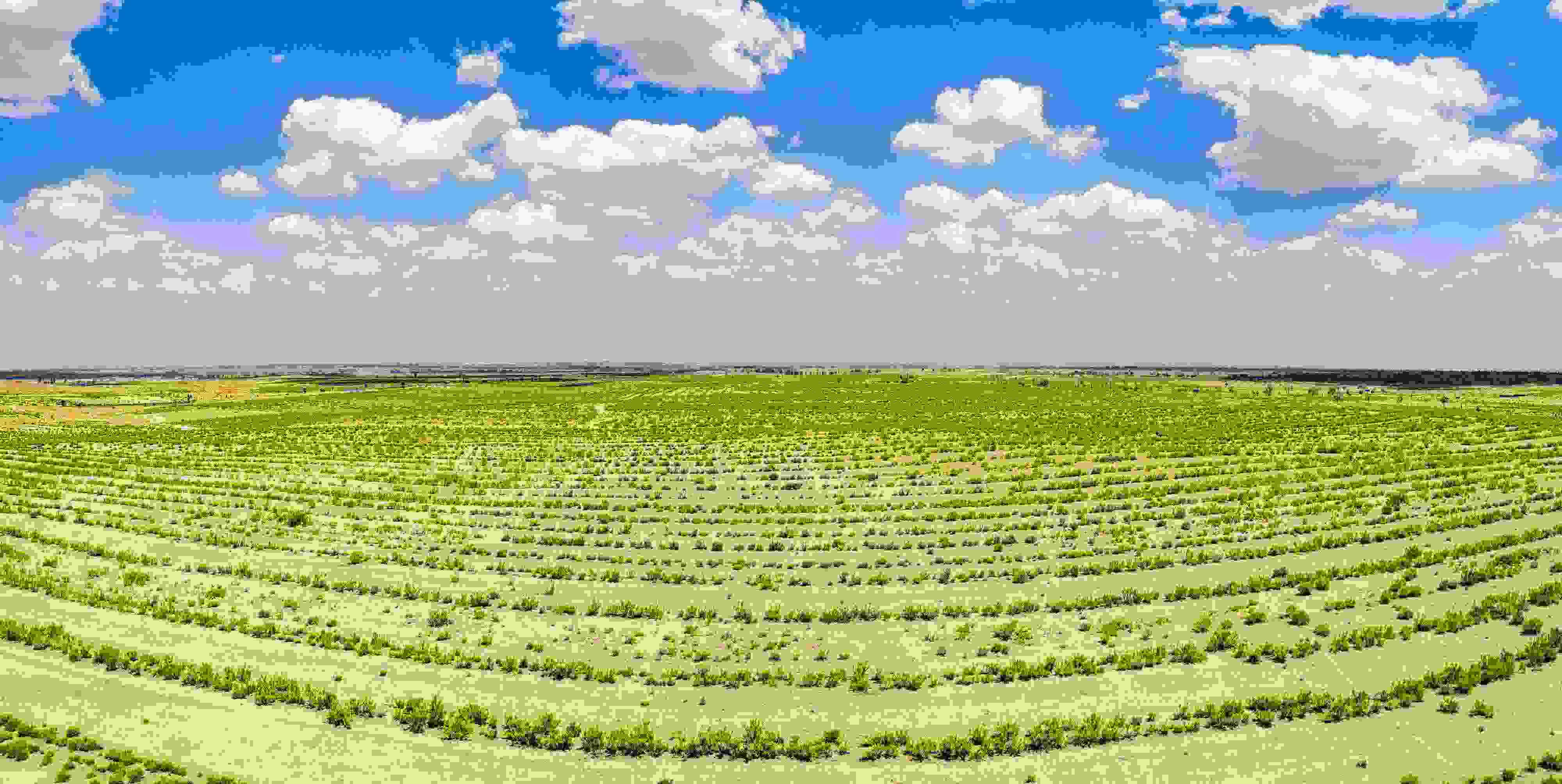 2023年6月7日，內(nèi)蒙古鄂爾多斯，毛烏素沙漠。