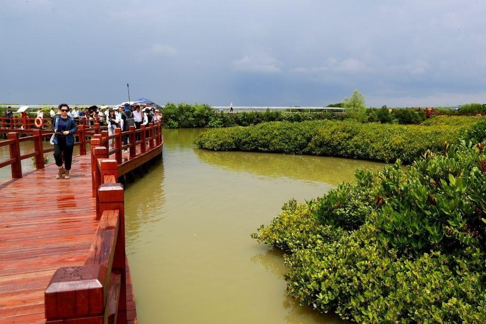 △2023年6月13日，人們在廣東湛江市麻章區(qū)金牛島觀賞紅樹林。