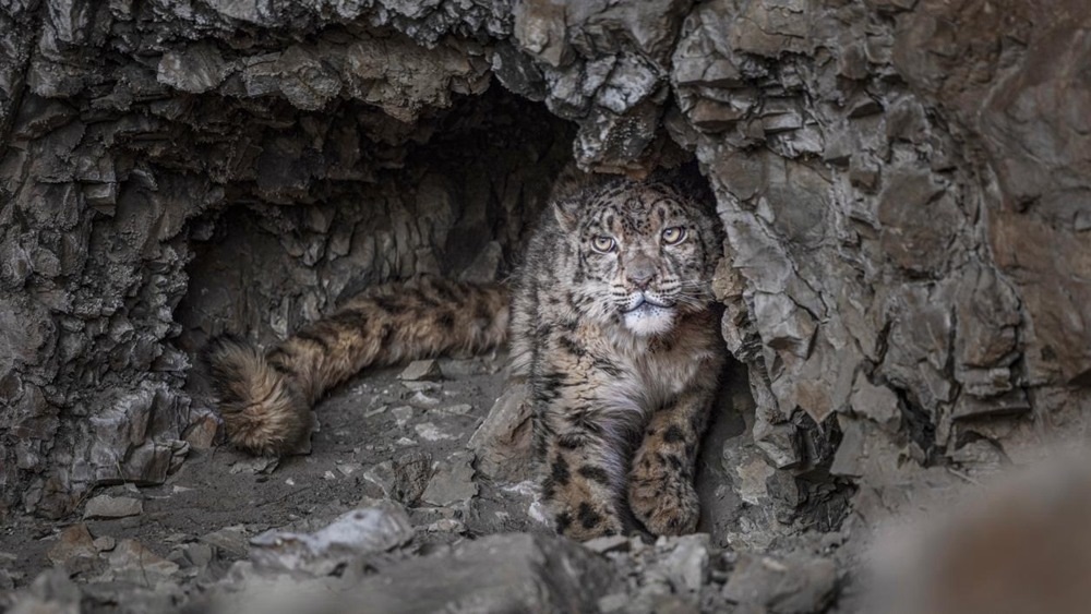 “高原精靈”雪豹。尼瑪多吉攝