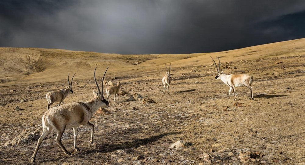 “高原精靈”藏羚羊。尼瑪多吉攝