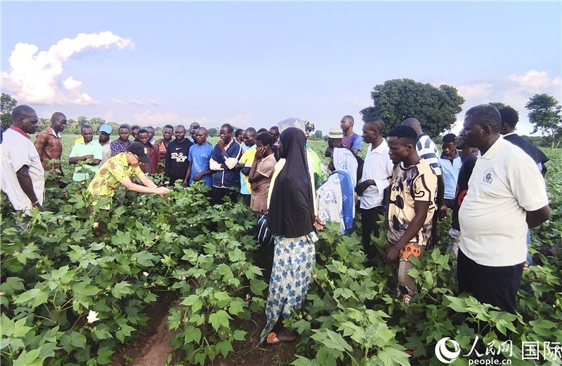 當(dāng)?shù)孛揶r(nóng)紛紛向中國(guó)專家學(xué)習(xí)技術(shù)。人民網(wǎng)記者 黃培昭攝