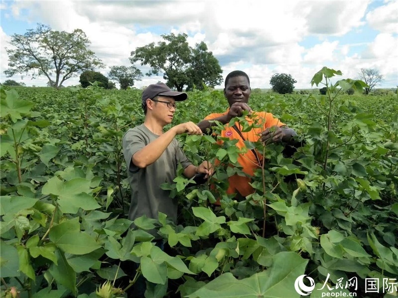 首小勇指導(dǎo)當(dāng)?shù)剞r(nóng)民種植棉花。人民網(wǎng)記者 黃培昭攝