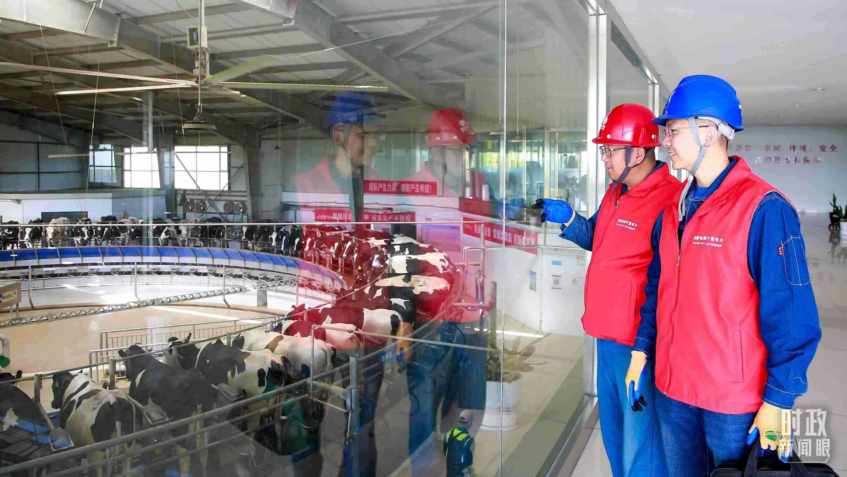  △寧夏銀川，電力員工深入奶牛養(yǎng)殖企業(yè)，助力數(shù)智化養(yǎng)殖。（圖/視覺(jué)中國(guó)）