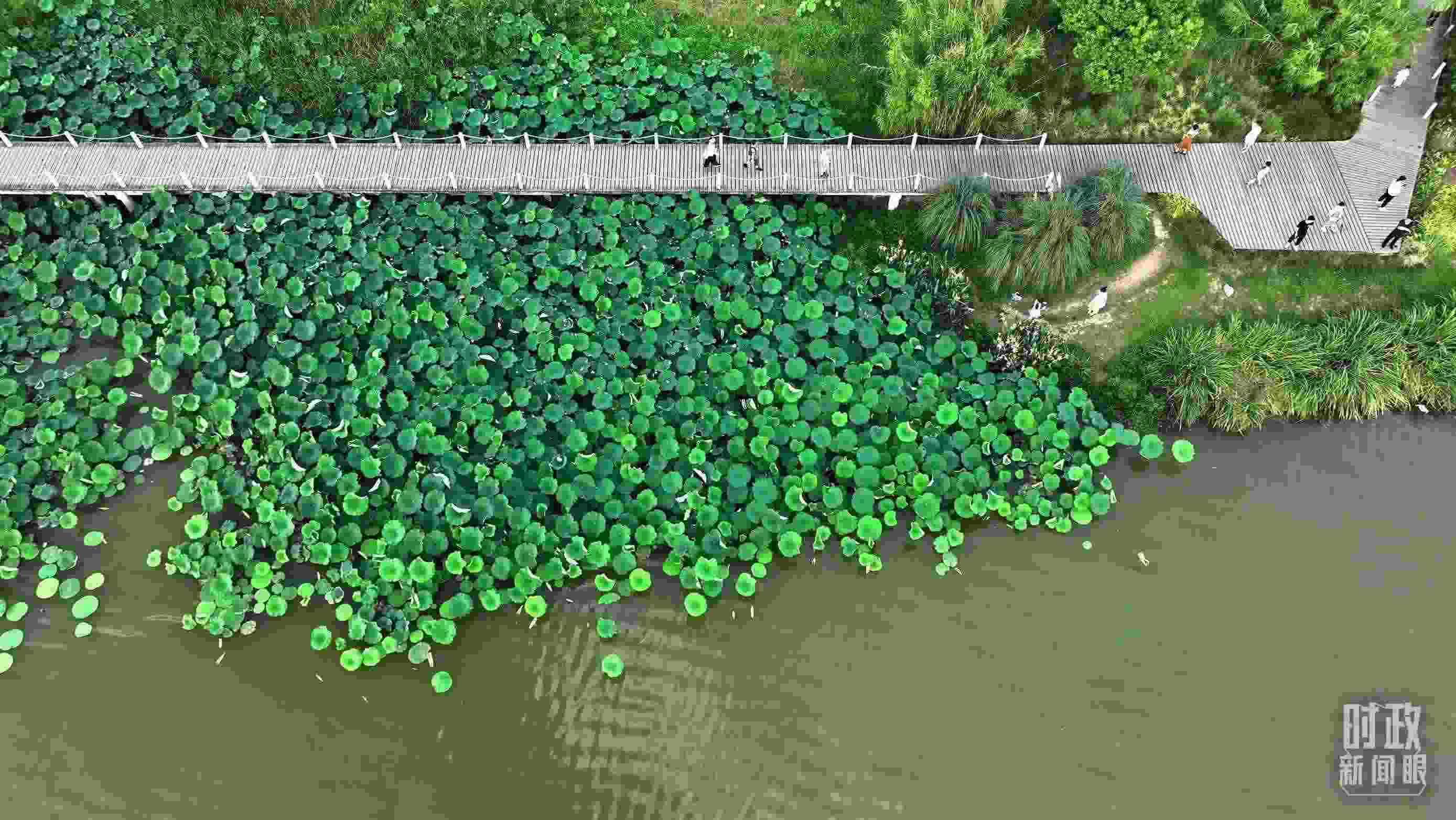 △陜西漢中天漢濕地公園內(nèi)，游人穿行，荷影婆娑。（總臺(tái)記者劉海濤拍攝）