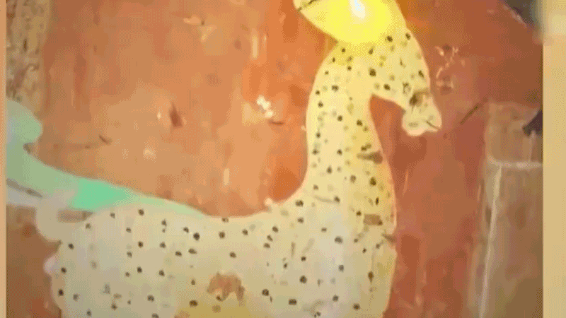 在全新技術(shù)支持下，敦煌莫高窟實現(xiàn)了窟內(nèi)文物窟外看的新體驗。