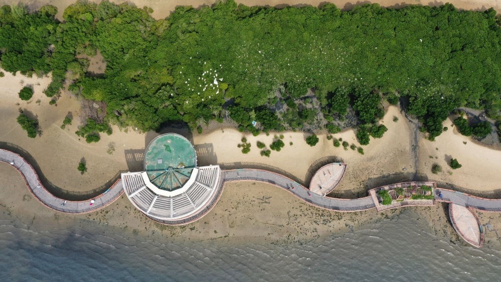俯瞰廣東湛江市區(qū)海邊的紅樹林（2023年5月25日攝，無人機照片）。