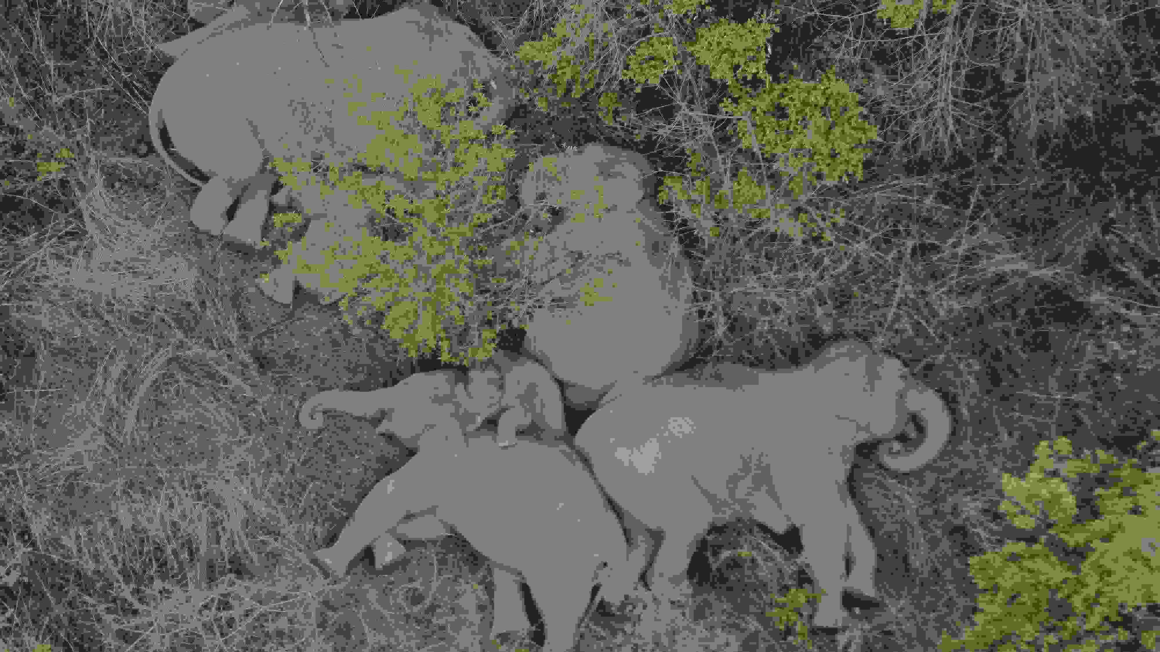 2021年6月7日，航拍顯示亞洲象群在云南省昆明市晉寧區(qū)夕陽鄉(xiāng)山林地里睡覺休息。