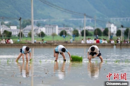 圖為5月21日，綏陽(yáng)縣旺草中學(xué)學(xué)生在旺草萬(wàn)畝大壩體驗(yàn)插秧。唐哲 攝