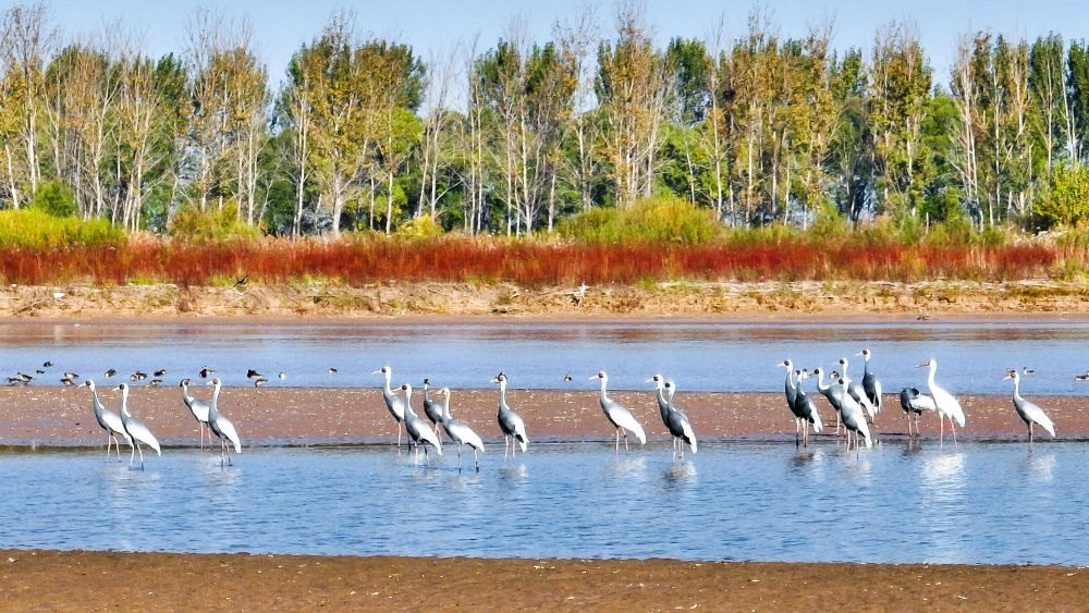 在山東黃河三角洲國家級(jí)自然保護(hù)區(qū)拍攝的白枕鶴（2022年10月18日攝）。新華社發(fā)（楊斌 攝）