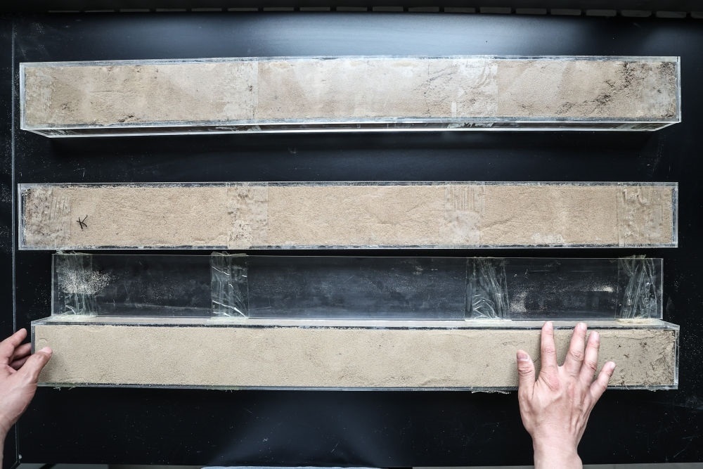 “草根博士”呂林有在遼寧省農(nóng)業(yè)科學院沙地治理與利用研究所章古臺基地實驗室整理提取的沙地土壤剖面樣本（2024年5月30日攝）。新華社記者 潘昱龍 攝