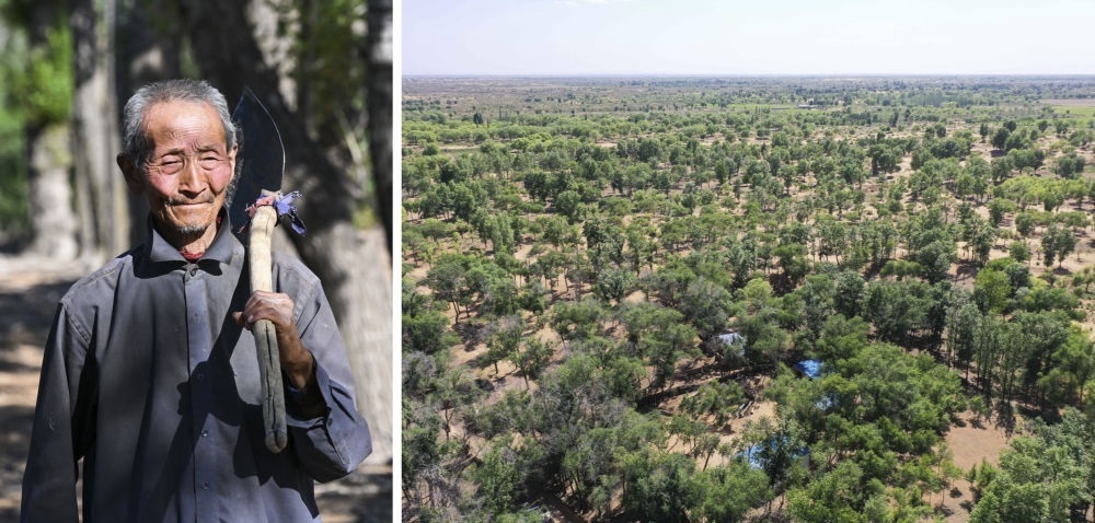 拼版照片：左圖為內(nèi)蒙古鄂托克前旗呼和陶勒蓋嘎查的牧民曹扎娃出門勞作（2023年6月14日攝）；右圖為曹扎娃的承包地（2023年6月14日攝，無人機照片）。20世紀80年代，在毛烏素沙地中，曹扎娃主動承包了2300多畝沙地。這么多年來，曹扎娃堅持種樹治沙，最終將沙地變成了林海。新華社記者 劉磊 攝