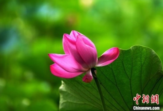 6月19日，時值一年畢業(yè)季，四川大學望江校區(qū)荷花池里的荷花盛開，成為了畢業(yè)生們的打卡圣地，吸引了眾多畢業(yè)生拍照留念。圖為盛開的荷花。中新社記者 安源 攝