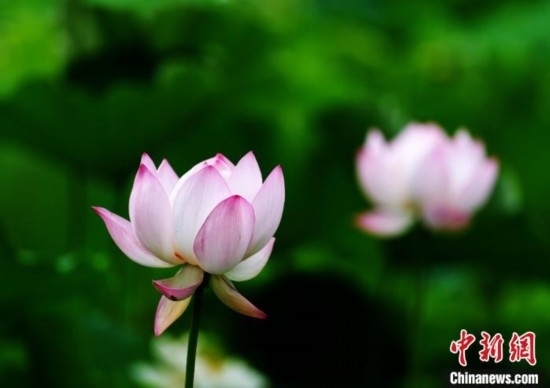 6月19日，時值一年畢業(yè)季，四川大學望江校區(qū)荷花池里的荷花盛開，成為了畢業(yè)生們的打卡圣地，吸引了眾多畢業(yè)生拍照留念。圖為盛開的荷花。中新社記者 安源 攝