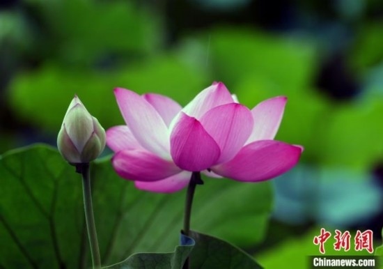 6月19日，時值一年畢業(yè)季，四川大學望江校區(qū)荷花池里的荷花盛開，成為了畢業(yè)生們的打卡圣地，吸引了眾多畢業(yè)生拍照留念。圖為盛開的荷花。中新社記者 安源 攝