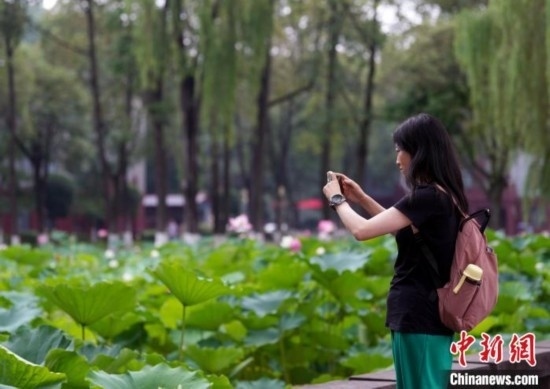 6月19日，時值一年畢業(yè)季，四川大學望江校區(qū)荷花池里的荷花盛開，成為了畢業(yè)生們的打卡圣地，吸引了眾多畢業(yè)生拍照留念。圖為畢業(yè)生在荷花池邊拍照留念。中新社記者 安源 攝