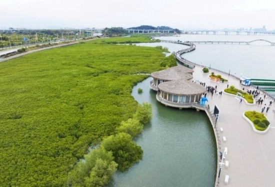 2024年1月23日拍攝的廈門市翔安區(qū)下潭尾紅樹林公園（無人機(jī)照片）。新華社記者 林善傳 攝