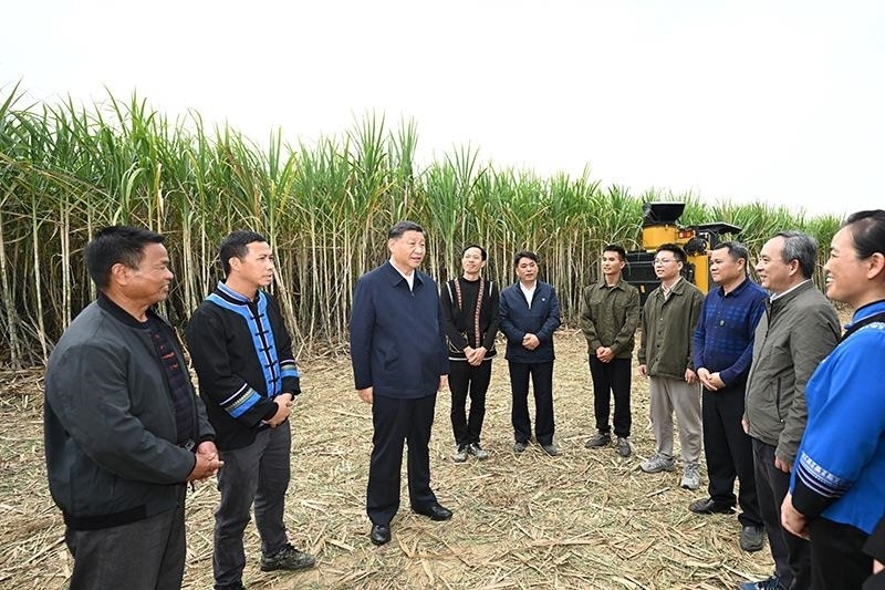 2023年12月14日，習(xí)近平總書記在廣西來(lái)賓市國(guó)家現(xiàn)代農(nóng)業(yè)產(chǎn)業(yè)園黃安優(yōu)質(zhì)“雙高”糖料蔗基地考察時(shí)，同蔗農(nóng)、農(nóng)機(jī)手和農(nóng)技人員親切交流。