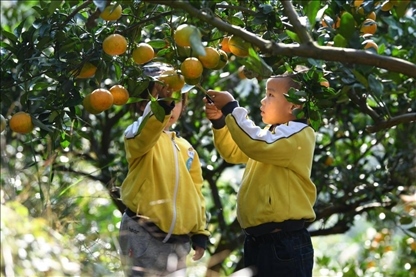 貴州黃平縣小朋友在校外勞動(dòng)實(shí)踐基地采摘柑橘。