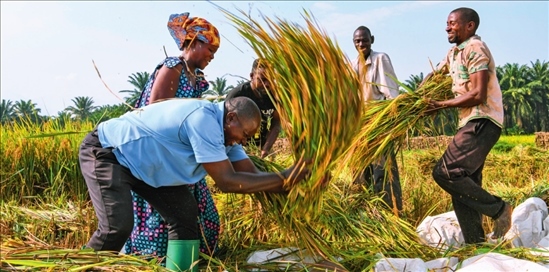 2018 年，中國農業(yè)專家組在布隆迪布班扎省吉漢加縣設立首個水稻減貧示范村。圖為當?shù)剞r戶在稻田里給雜交水稻脫粒（2023 年 6 月 20 日攝） 韓旭攝 / 本刊
