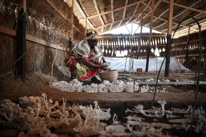 2024年2月6日，在中非共和國達(dá)馬拉，法蒂瑪在菇棚內(nèi)收獲菌草菇。2022年，法蒂瑪在聽說中國菌草專家在班吉傳授技術(shù)后主動(dòng)前往學(xué)習(xí)，從一間小菌棚起步，逐漸擴(kuò)大為如今小有名氣的合作社。新華社記者 韓旭 攝