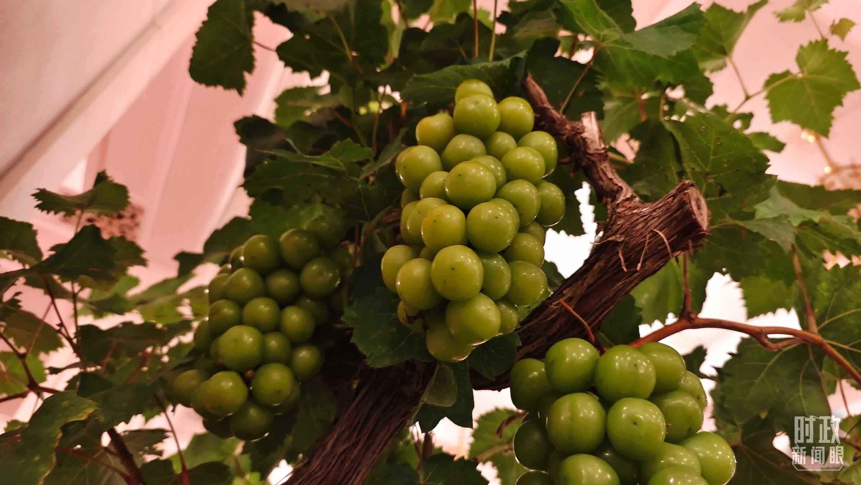  △人民大會堂的盆景，碩果累累。（總臺央視記者韓銳拍攝）