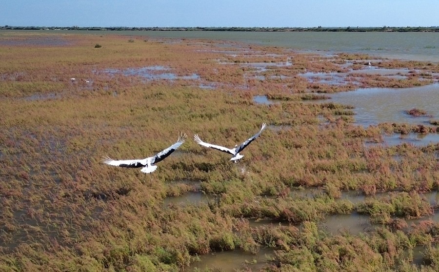 2024年8月28日，丹頂鶴在黃河三角洲國(guó)家級(jí)自然保護(hù)區(qū)展翅翱翔（無(wú)人機(jī)照片）。新華社記者 徐速繪 攝