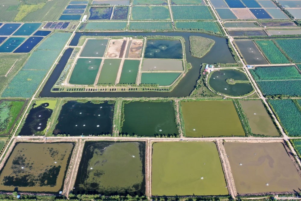 2024年8月13日在山西省臨猗縣薛公村拍攝的蟹塘（無人機(jī)照片）。薛公村位于黃河岸邊，有5000多畝黃河灘涂和近5000畝荒溝。當(dāng)?shù)赝ㄟ^將荒溝和灘涂進(jìn)行整合，發(fā)展特色水產(chǎn)養(yǎng)殖，讓守著黃河水、住在黃河灘的薛公村村民有了新的致富路。