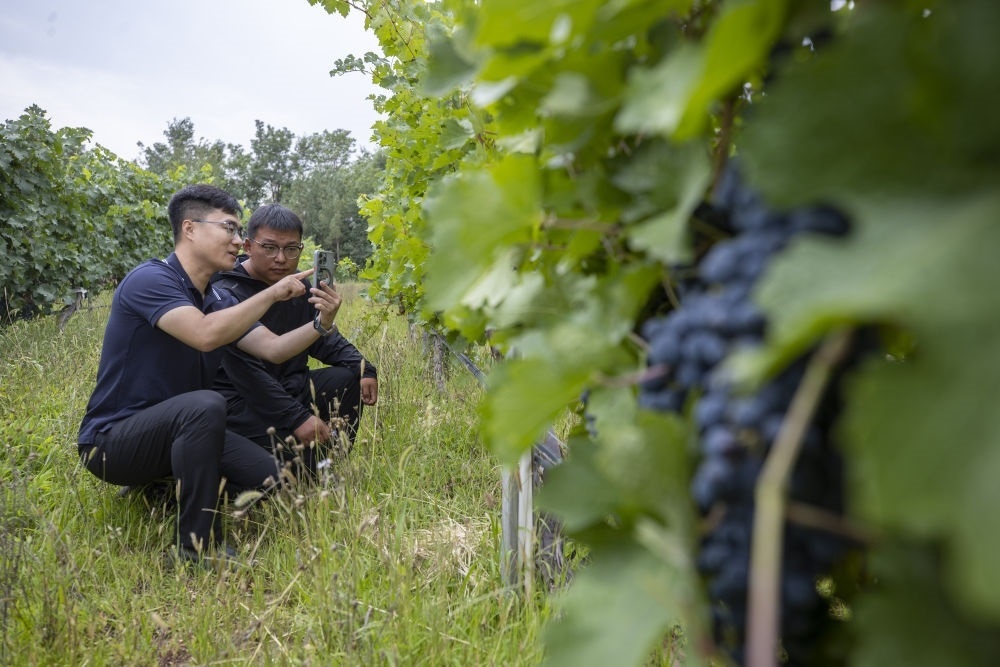 2024年8月15日，技術(shù)人員（左）和工作人員在寧夏銀川市西夏區(qū)的一個葡萄園工作。為推動黃河流域生態(tài)保護(hù)和高質(zhì)量發(fā)展先行區(qū)建設(shè)，銀川市積極打造高標(biāo)準(zhǔn)葡萄園，借助各種傳感器監(jiān)測釀酒葡萄的生長狀態(tài)，實現(xiàn)精準(zhǔn)灌溉，從而高效節(jié)約黃河水。