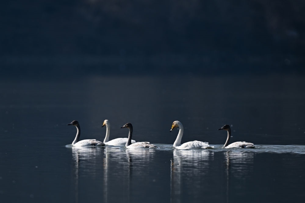 2023年11月30日，天鵝在青海省海東市化隆回族自治縣群科鎮(zhèn)境內(nèi)的黃河上游弋。近年來，青海省加大力度保護(hù)治理境內(nèi)黃河流域，改善當(dāng)?shù)厣鷳B(tài)環(huán)境，為越冬候鳥提供良好棲息地。